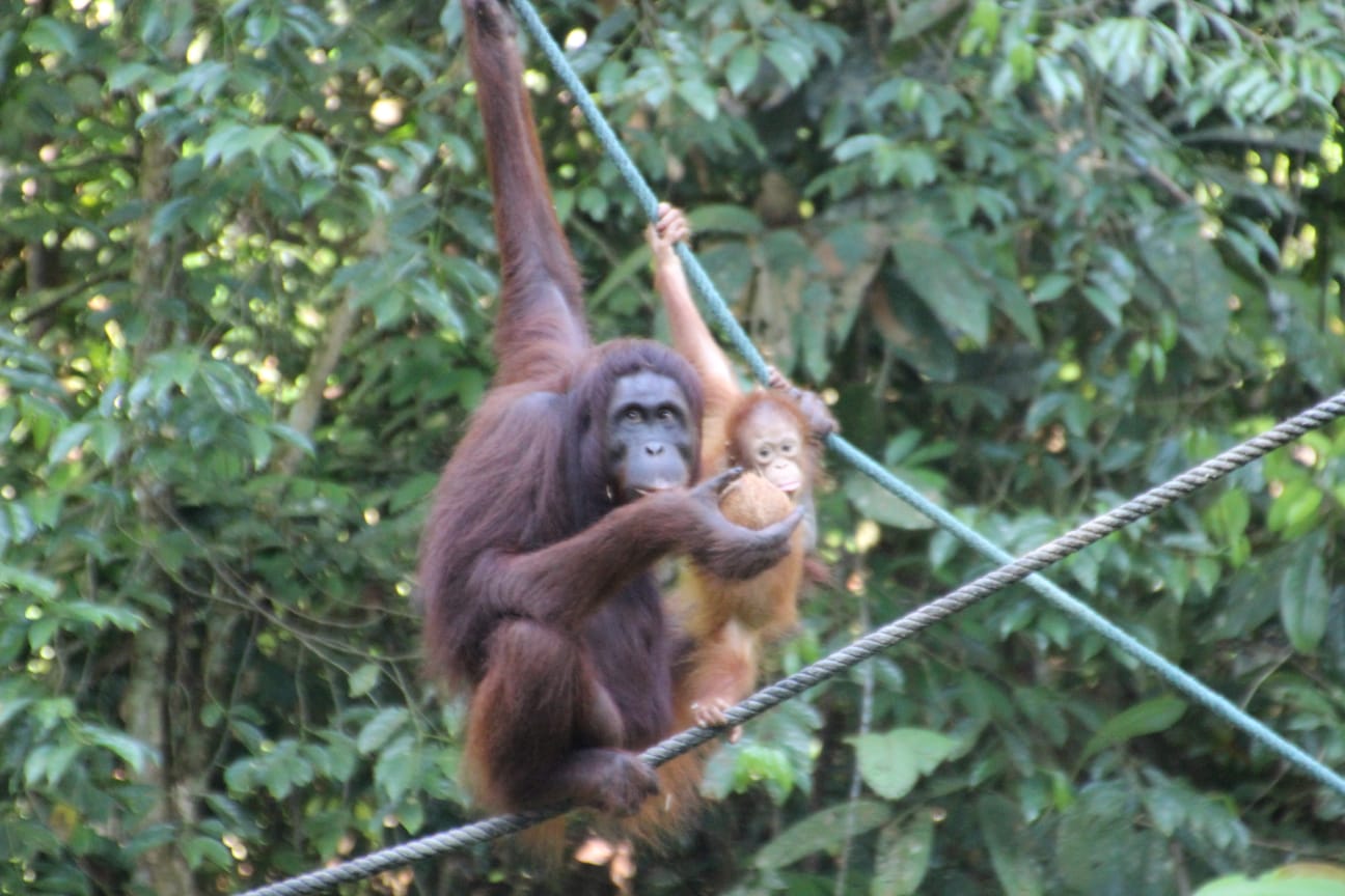 Wer hat die Kokosnuss geklaut?