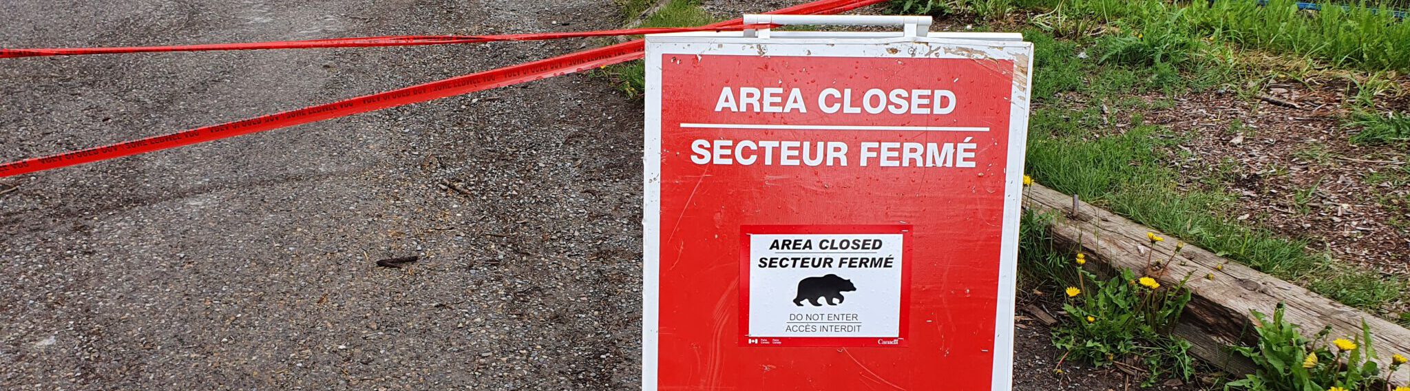 Looking for Wildlife