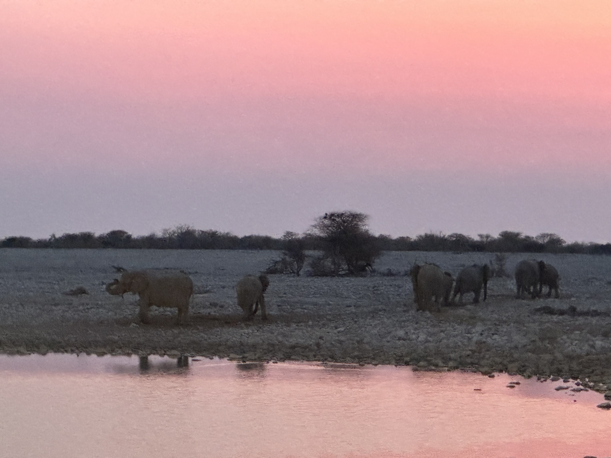 Der König der Löwen