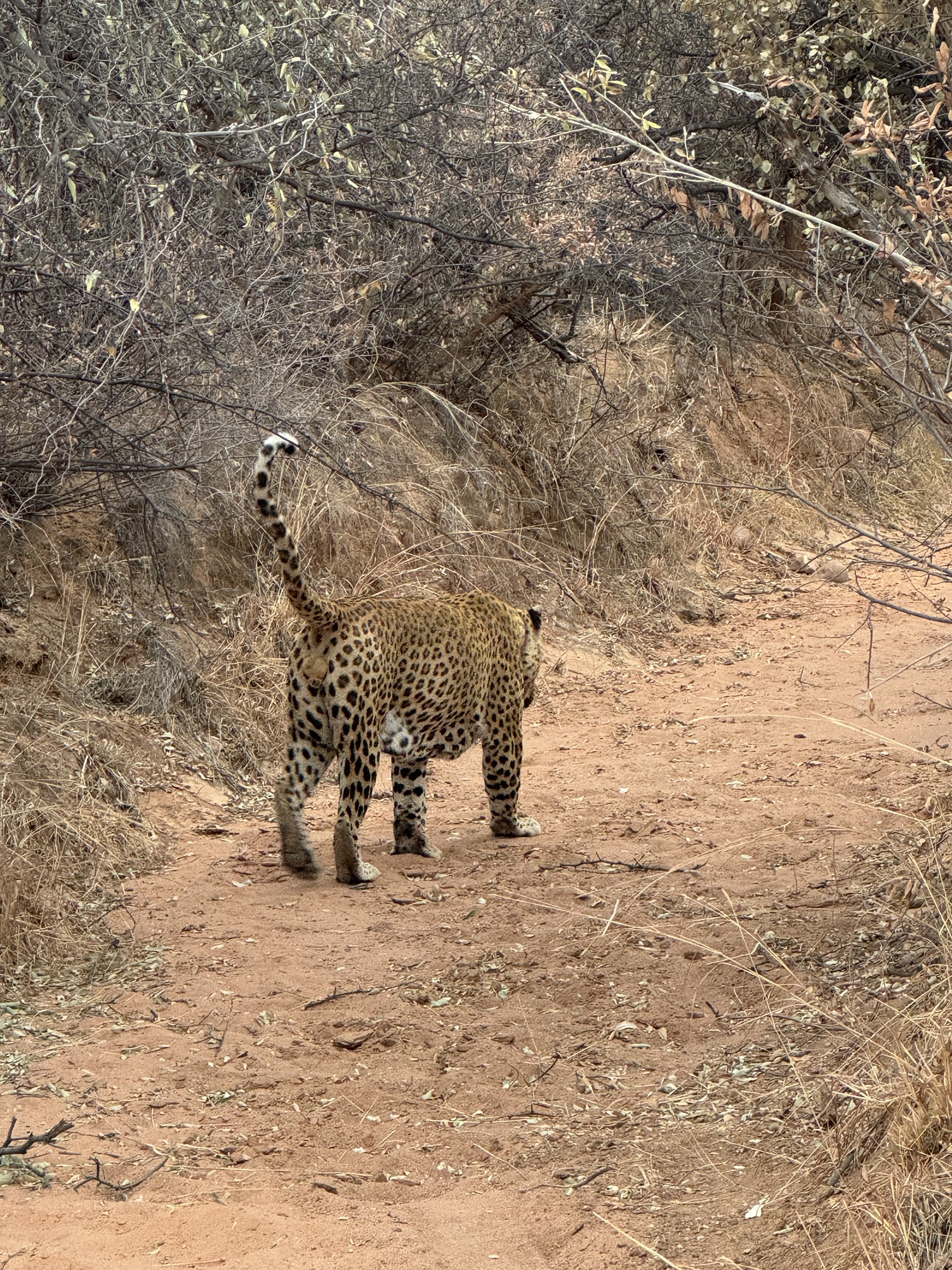 Time to say Goodbye, Leo!